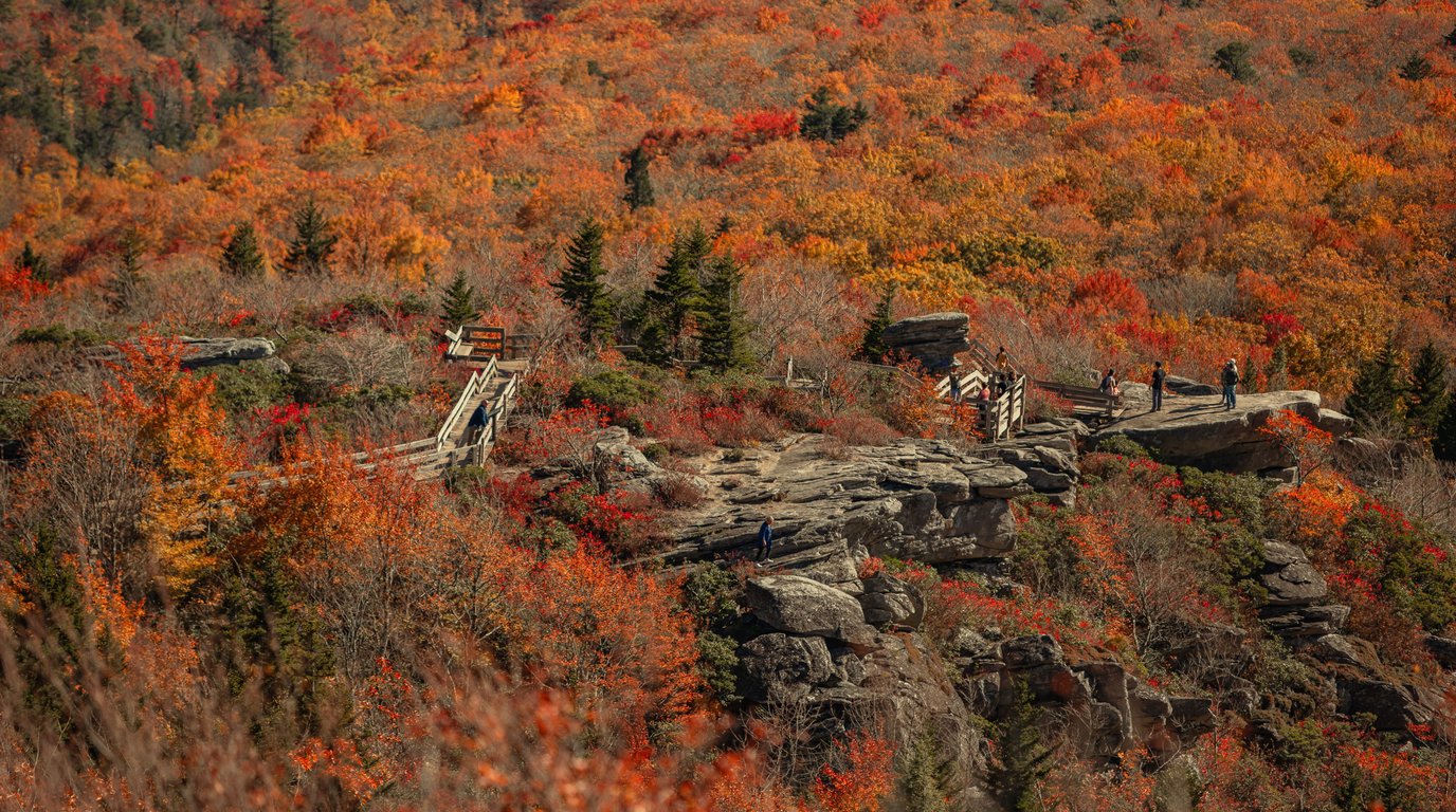 Hikers on a wooden boardwalk and rock ledges at Rough Ridge on the Blue Ridge Parkway, surrounded by bright red, orange, and gold fall foliage.