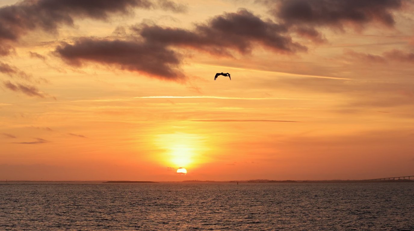 A pelican glides across an orange sunset sky above calm coastal water, with a low shoreline and a long bridge on the horizon.